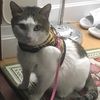 tinythecatnyc